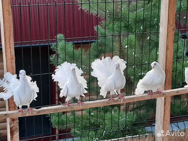 Голуби Павлины и Почтовые