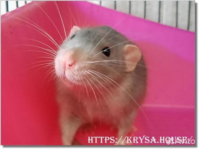 Крысы и крысята. Клетка в подарок