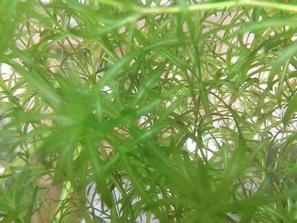 Аквариумные растения