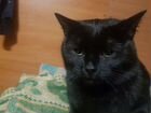 Кошка черная,10 месяцев