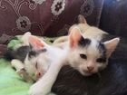 Бесплатно, 2 милых котика (мальчики) объявление продам