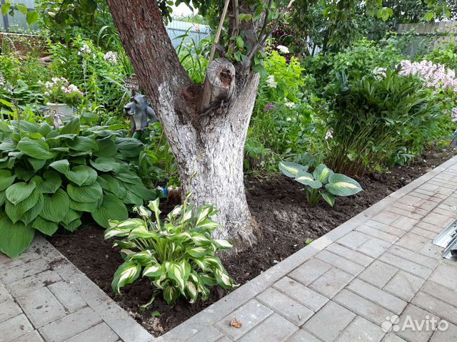 Флоксы, хосты, лилейники, ирисы, примулы