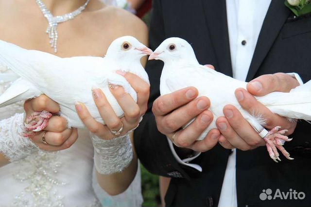 Голуби: на заказ
