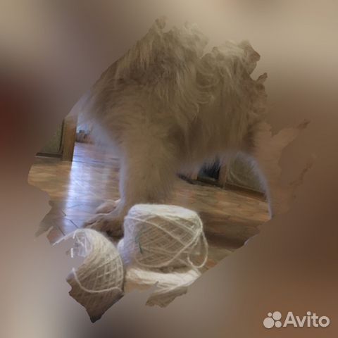 Пряжа из пуха/шерсти, собачья: Самоедская лайка