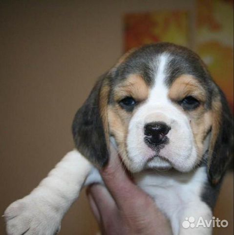 Щенки бигль