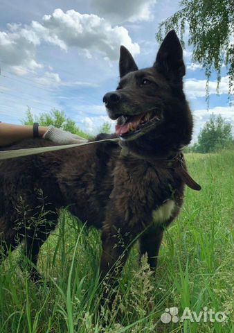 Мечтает о доме