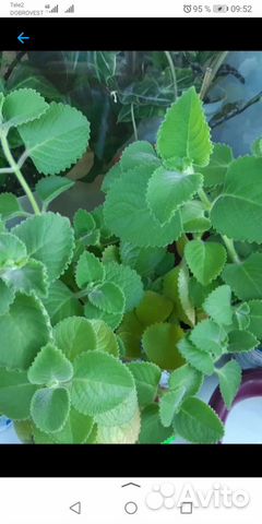 Мята комнатная