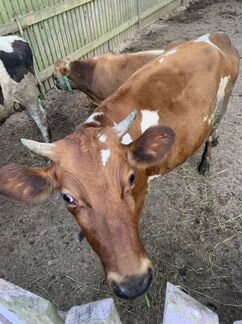 Корова Джерси айшир молочная бык нетель телята - фотография № 10
