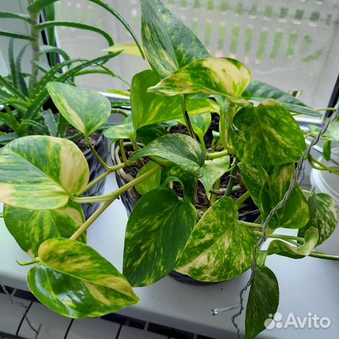 Сциндапсус