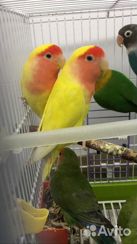 Неразлучники масковые, розовощекие, банановые