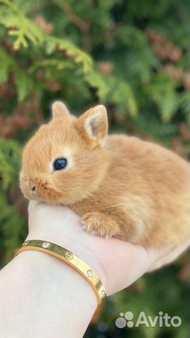 Ручные кролики мини