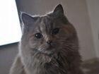 Шатланская кошка объявление продам