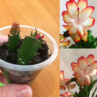 Шлюмбергрра Самба