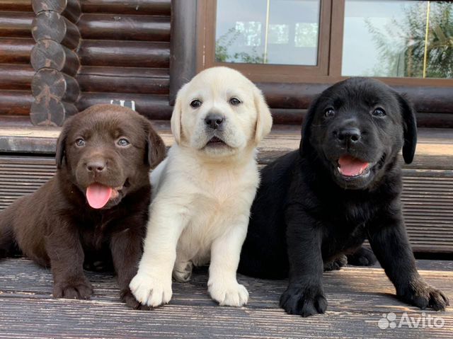 Лабрадор щенок палевый черный коричневый РКФ