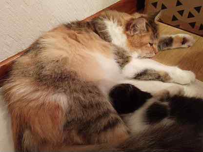 Котята от Сибирской кошки (метис) в дар бесплатно