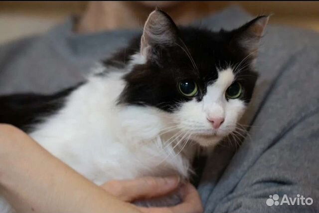 Пушистое облачко Шарлиз в добрые руки