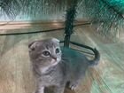 Вислоухий котенок серый объявление продам