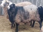 Романовские овцы на племя объявление продам