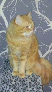 Рыжий кот. Вязка