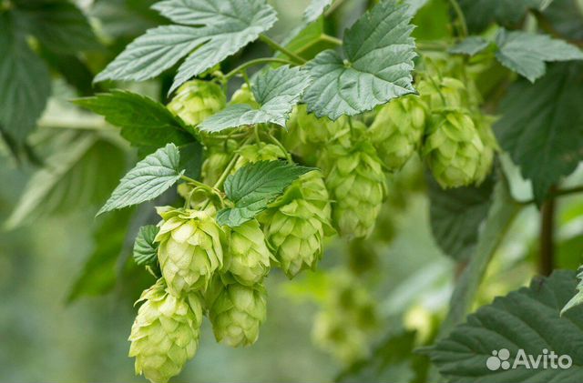 Хмель Northern Brewer 100 г