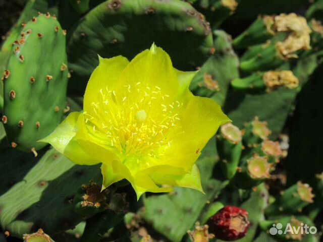 Кактус опунция (крымский)