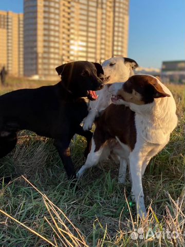 Собакам нужен дом