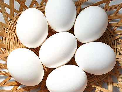 Предлагаем к продаже инкубационное яйцо