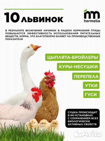 Кормовая добавка из сушеной личинки Черной львинки