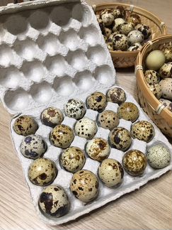 Перепела, перепелиные яйца, мясо