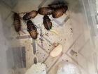 Мадагаскарские тараканы в дарОтдам взрослых тарака объявление продам