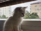 Турецкая ангора (белые котята)