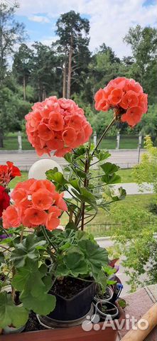 Пеларгония герань