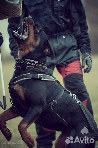 Дрессировка собак, Зоогостиница, передержка