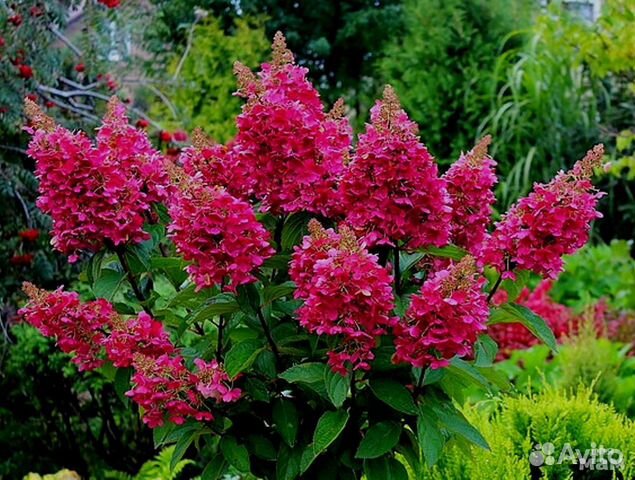 Вимс Ред. Гортензия метельчатая. От 3-х лет
