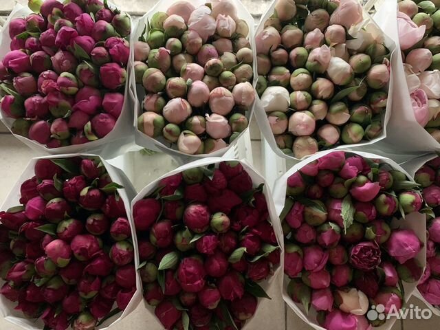 Пионы Букеты из пионов Пионы с доставкой