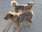 Взрослые стерилизованные собаки на охрану объявление продам