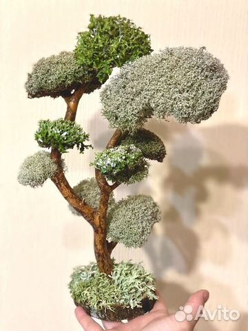 Дерево из цетрарии. Бонсай