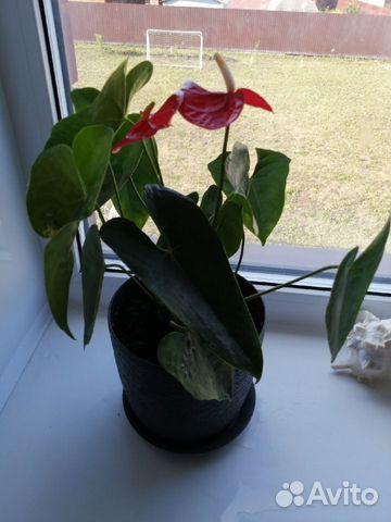 Комнатные растения цветы