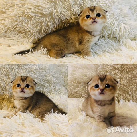 Котята в золотом окрасе