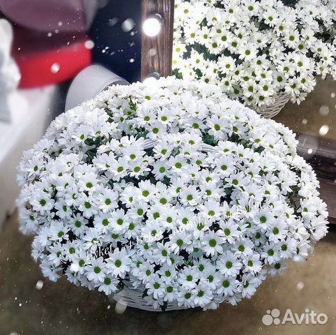 Большая корзина ромашек, доставка цветов