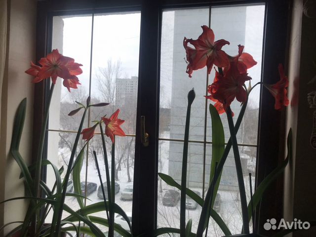 Гиппиаструм