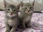 Котятки от абиссинской кошки объявление продам