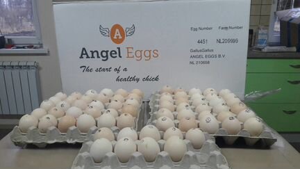 Инкубационные яйца бройлеров весна 2024 года