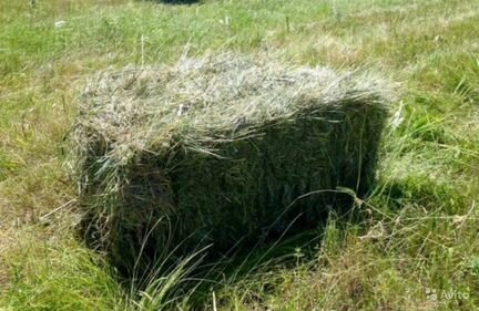 Сено в тюках разнотравье от заготовителя