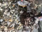 Красноухая черепаха Продам 4 шт по 1000