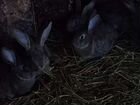 Кролики Ризен объявление продам