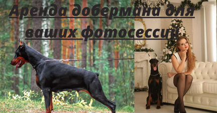 Фотосессия с доберманом