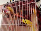 Ручные попугайчики(какарики) объявление продам