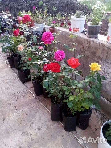 Кустовые розы саженцы