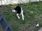 Собака для вязки Русский охотничий (диванный) спан объявление продам
